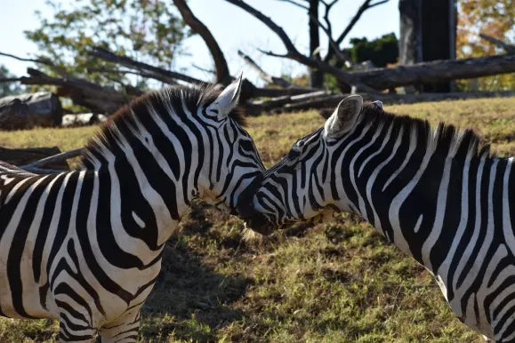 LunarSlots Casino Tacaíocht